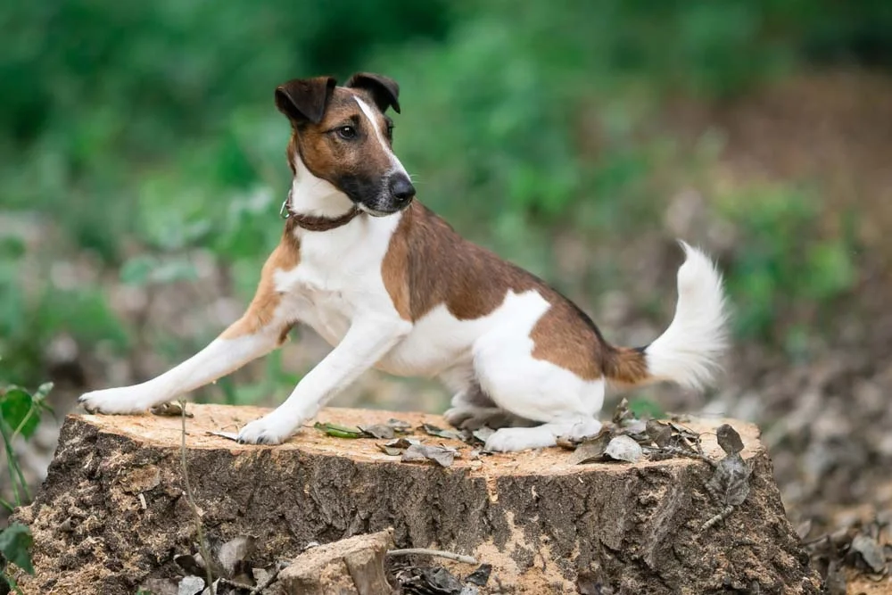 Cães Terrier: o Fox Terrier de Pelo Curto é uma possibilidade