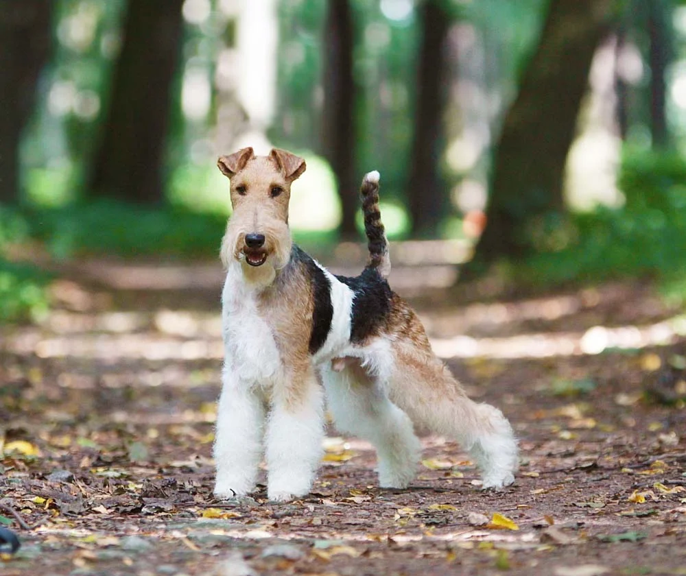No grupo Terrier, o Fox Terrier de Pelo Longo é outra alternativa