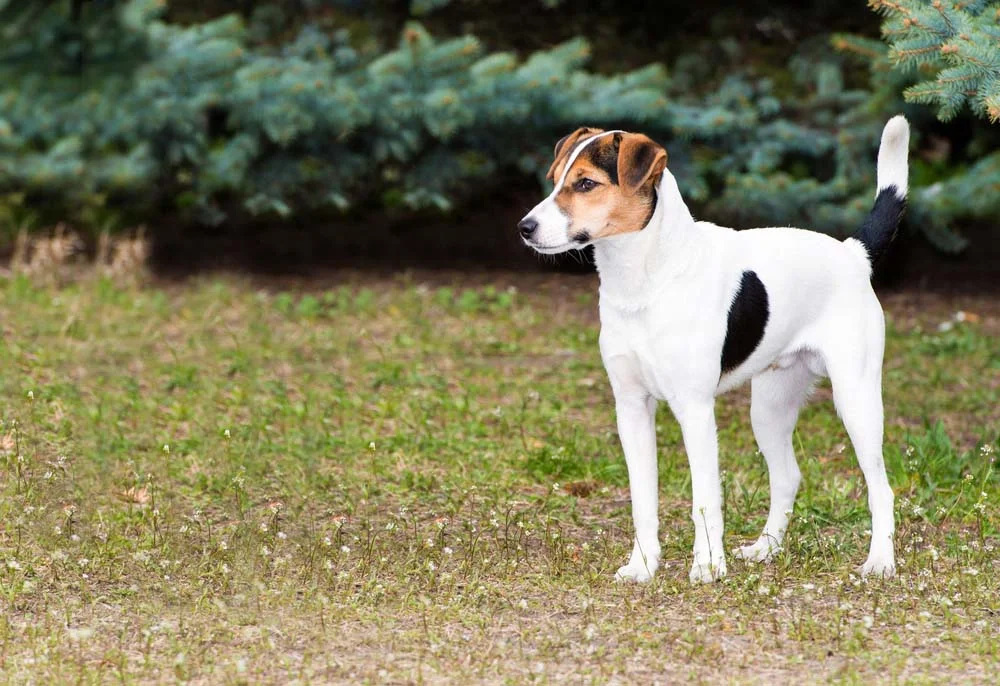 Raças de cachorro Terrier: apesar das diferenças fí­sicas, personalidades são parecidas