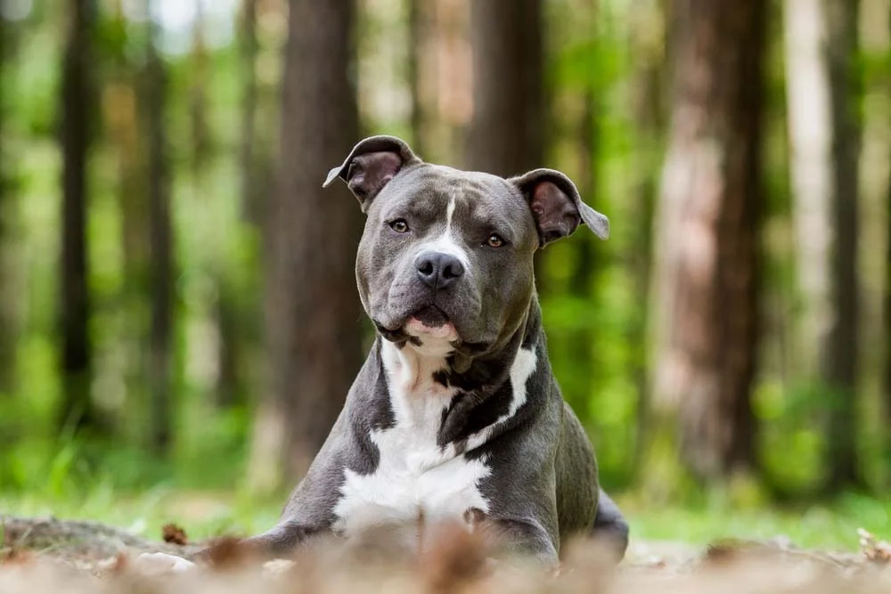 Cães Terrier: o Amstaff é uma versão americana do Staffordshire Bull Terrier