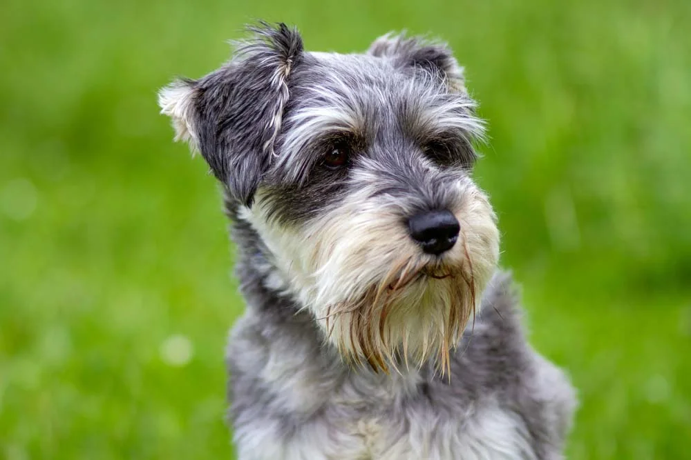 Raça de cachorro Terrier: o Schnauzer é apegado com a família