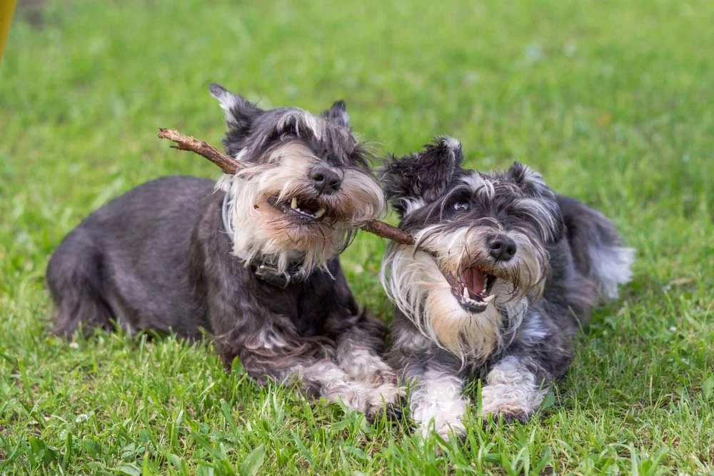 Cachorros Terrier: os Schnauzer adoram brincar