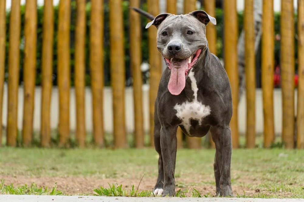 Pitbull Terrier: cachorro não é agressivo por natureza