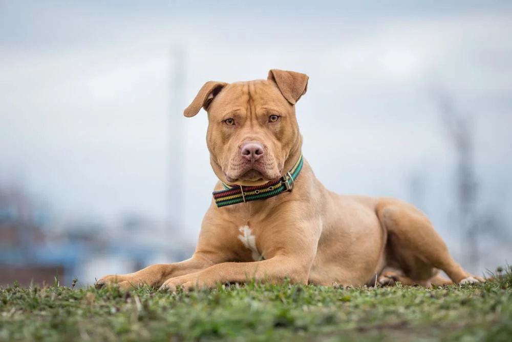Para educar um Pitbull Terrier, raça precisa de reforços positivos e carinho