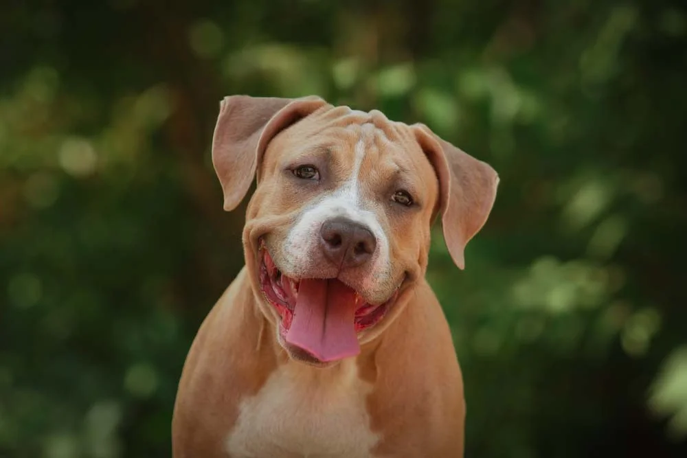 Filhote de Pitbull Terrier: cachorro deve ser adestrado desde os primeiros meses