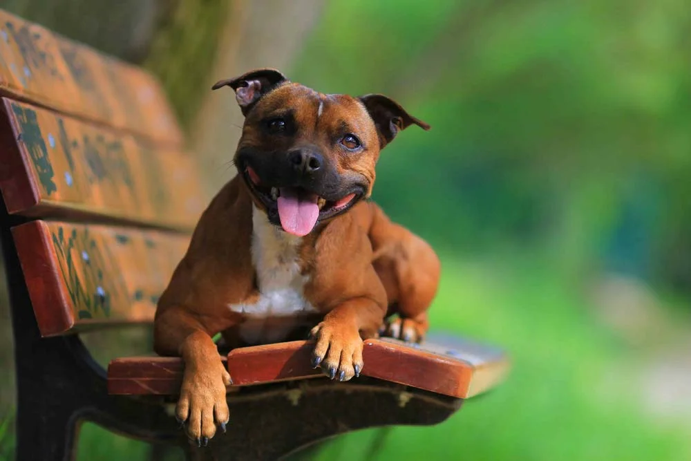 Tipos de Terrier: o Staffordshire é conhecido também como Staffbull