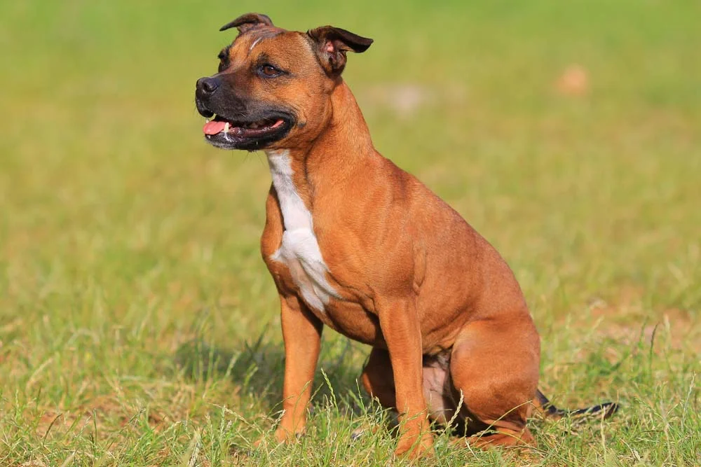 Raça de cachorro Terrier: apesar do porte intimidante, o Staffbull é muito tranquilo