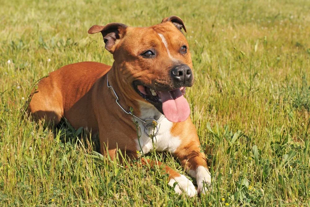 Staffbull Terrier: cachorro precisa de exercí­cios físicos regulares