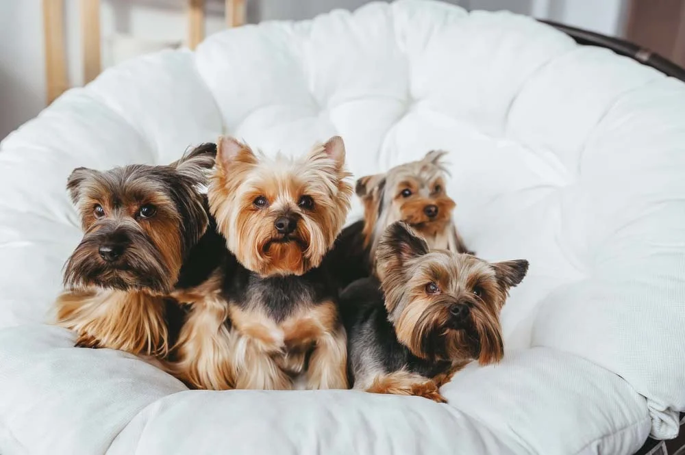 Yorkshire Terrier: cachorro é um dos preferidos de quem vive em apartamento
