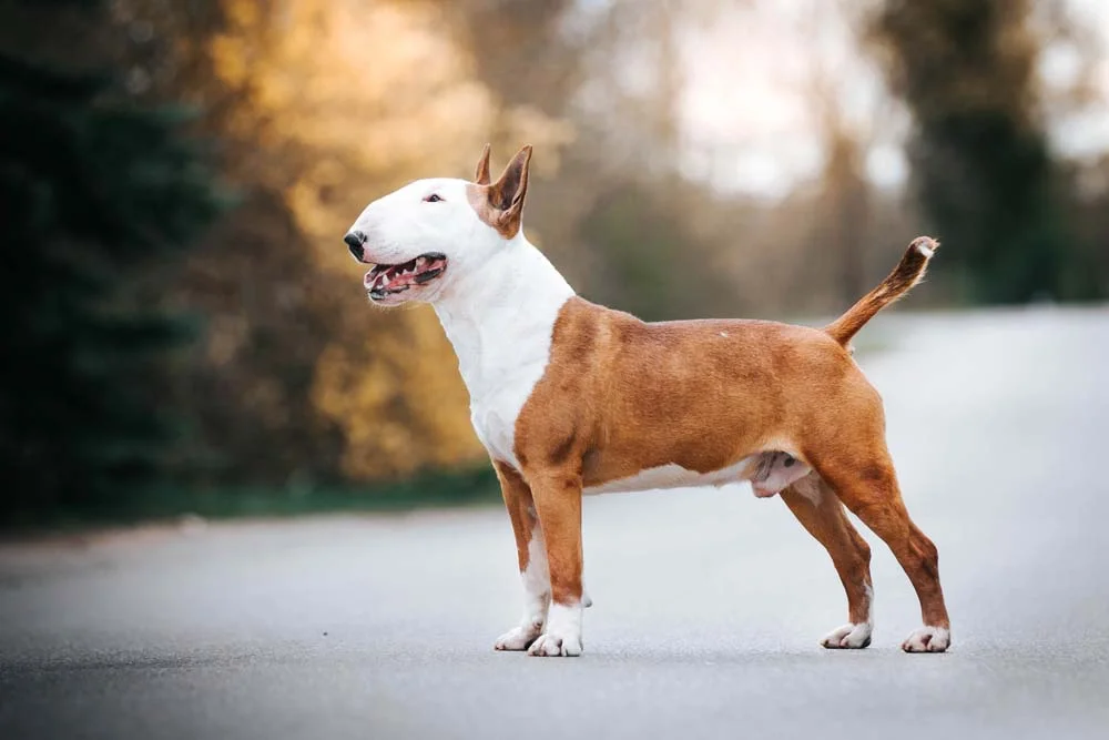 Bull Terrier: cachorro tem uma aparência única