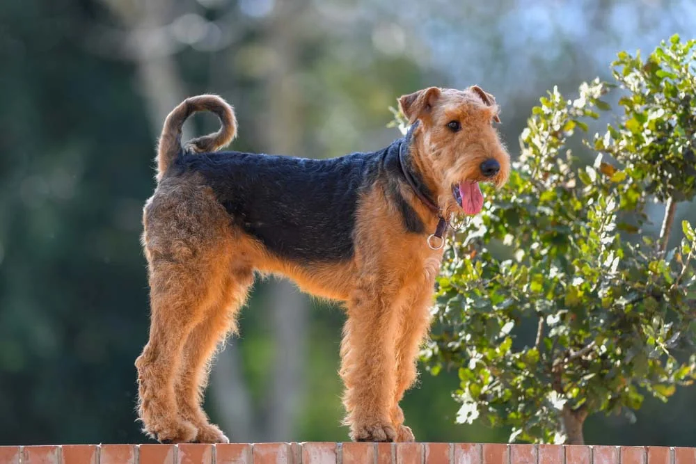 Cães Terrier da raça Airedale não costumam ser menores do que 56 cm