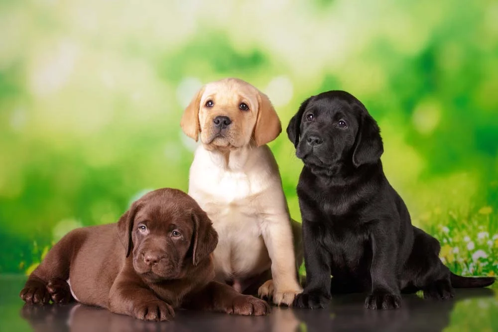 Cachorro Labrador filhote pode ter três cores diferentes