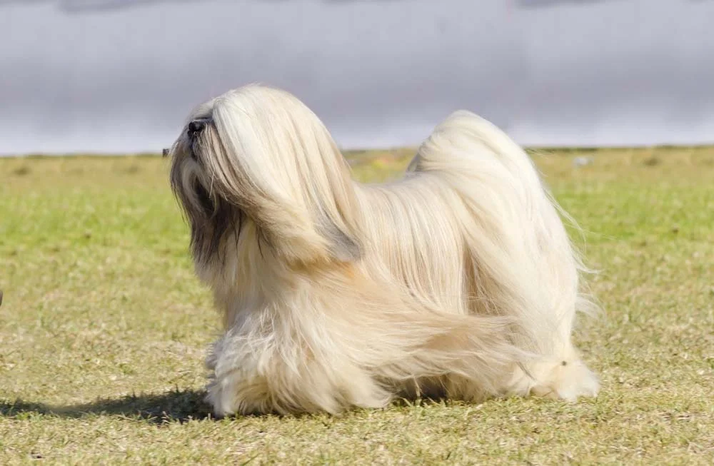 Raças de cachorro pequeno: Maltês e Lhasa Apso não são tão parecidos