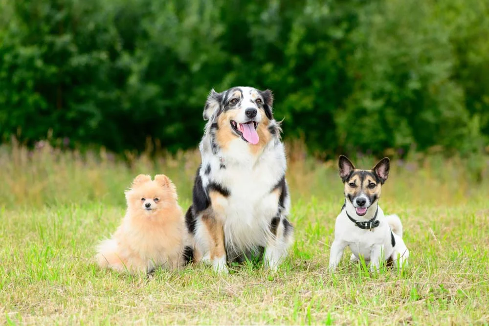 Cachorro Spitz Alemão ao lado de outros dois cachorros