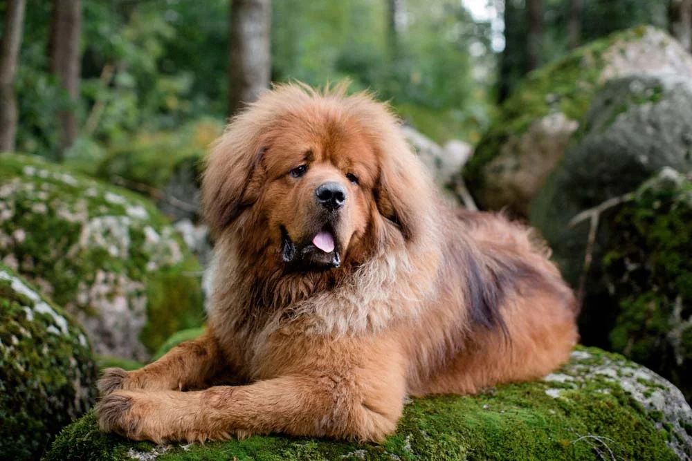 O cão Mastim Tibetano recebe esse nome pois surgiu nas montanhas do Tibete, na China