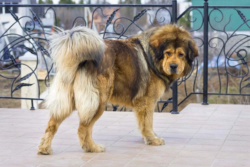 O cachorro Mastim Tibetano precisa de um bom espaço dentro de casa por conta do seu porte grande