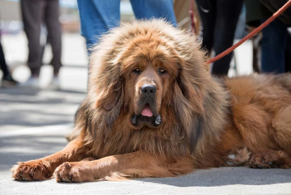 O cachorro Mastim Tibetano é considerado um cão da realeza