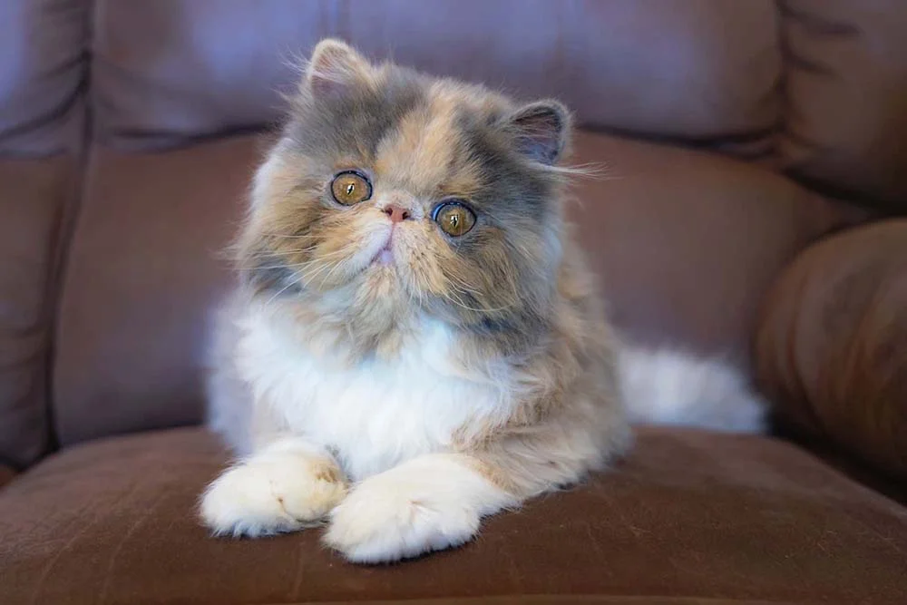 Gato Persa sentado no sofá
