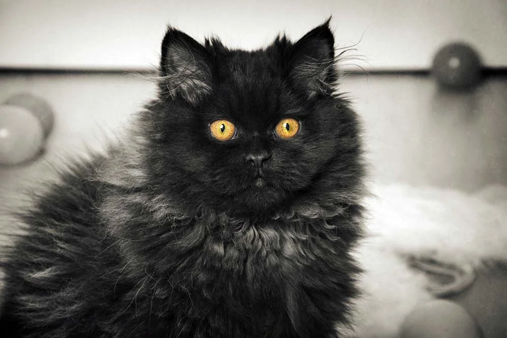 Gato Persa preto assustado