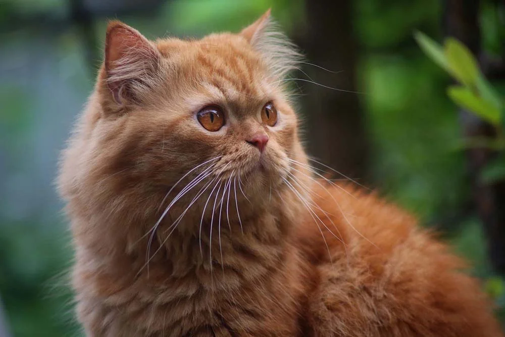 Gato Persa laranja olhando para o lado