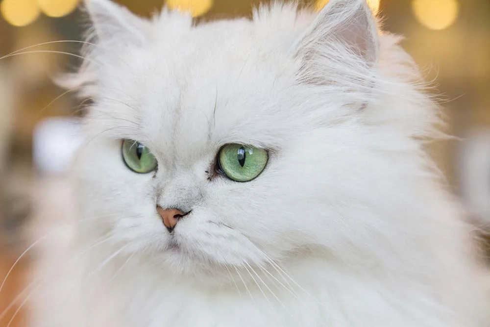 Gato Persa branco de olhos verdes