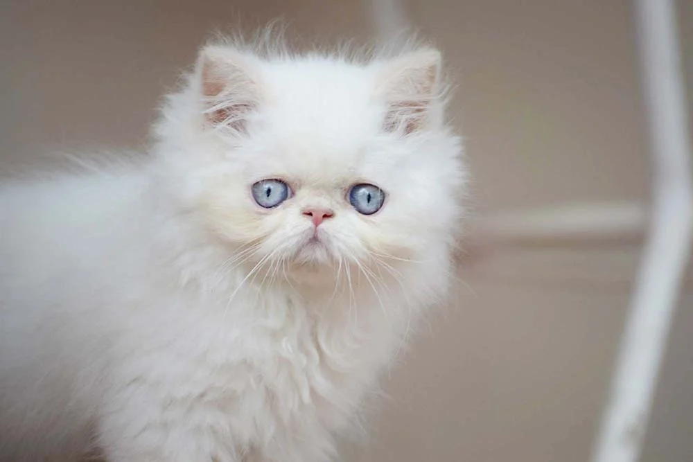 Gato Persa branco filhote