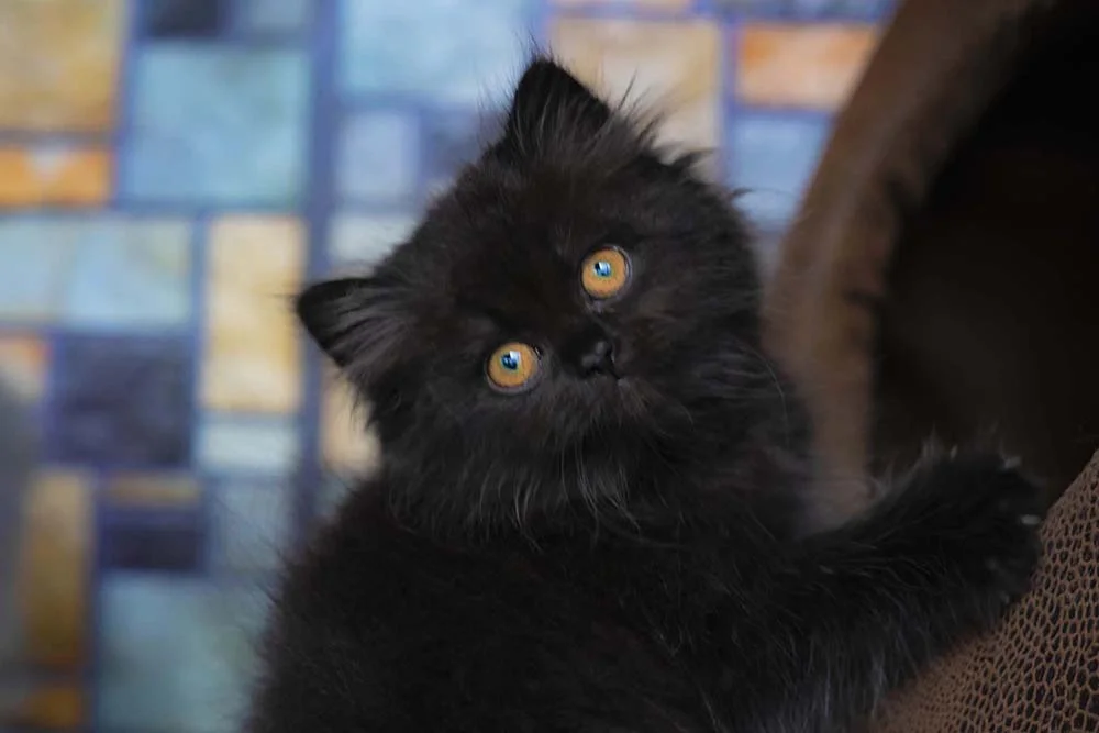 Gato Persa preto olhando para o lado