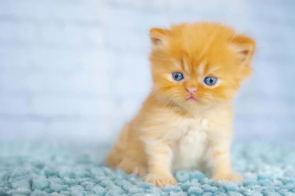 Gato Persa filhote laranja