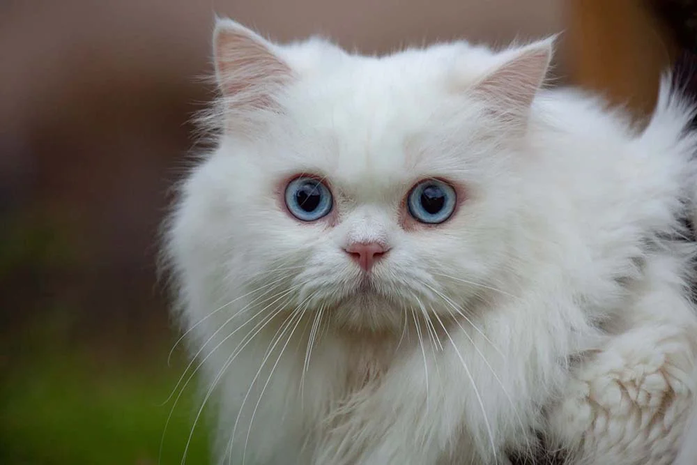 Gato Persa branco olhando assustado