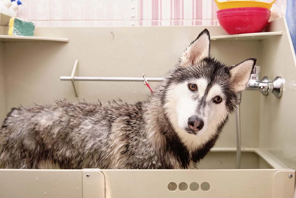 Husky Siberiano tomando banho