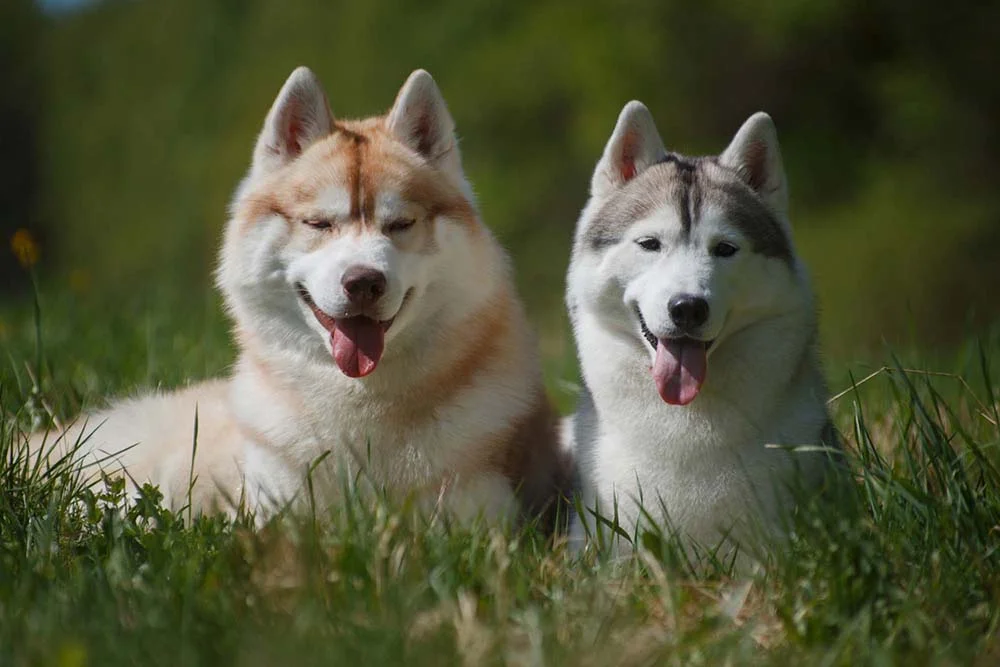 Dois Huskies juntos com a língua de fora