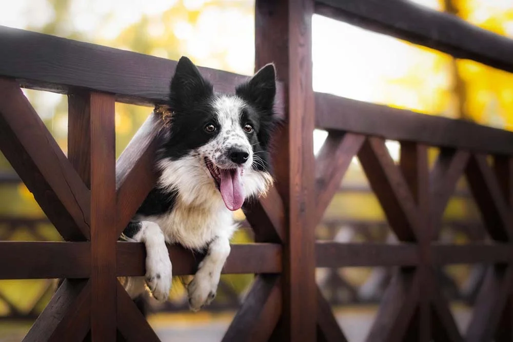 O Border Collie é um cão divertido e que adora brincar