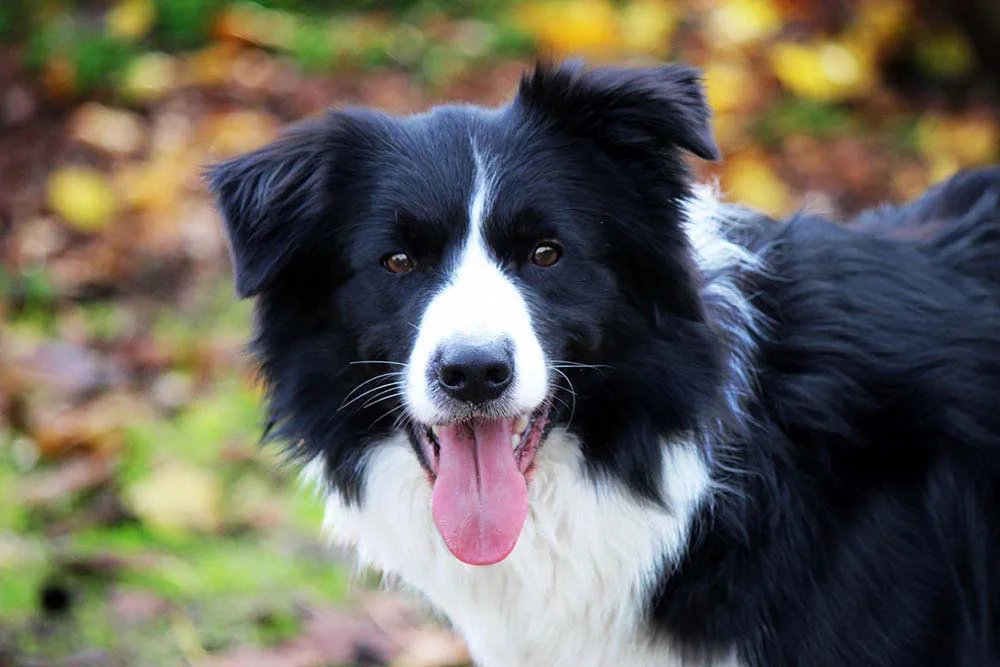 Cor do Border Collie: cachorro preto e branco é um dos tipos mais populares