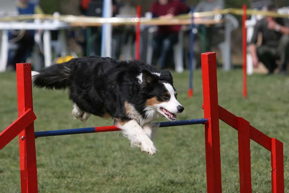 O Collie Border é um cão atleta que tem muita habilidade em circuito de agility