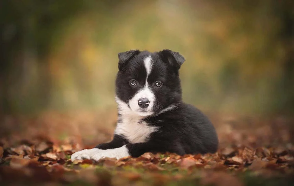 Border Collie filhote: preço do cão preto e branco é menor