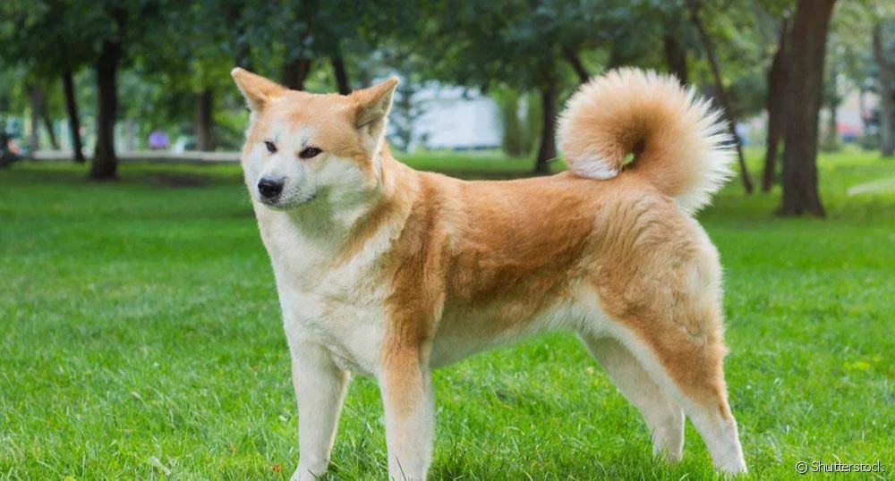 Cachorro Akita: rabo arredondado é uma das principais características da raça