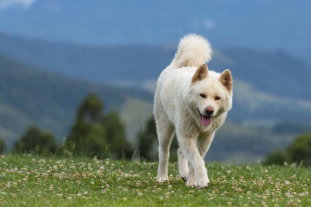 Cachorro Akita branco é muito charmoso, mas difícil de ser encontrado