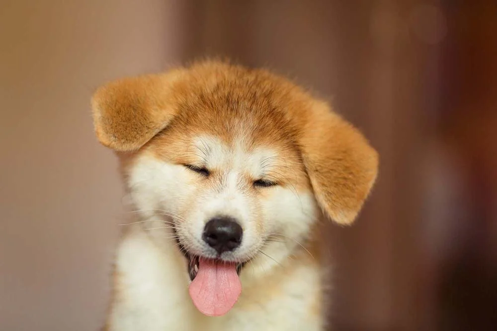 Cachorro Akita filhote é muito divertido e amigável