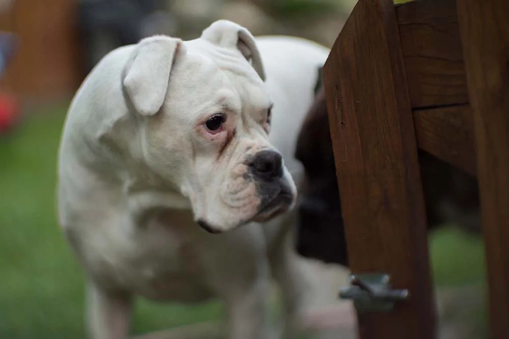 Bulldog: raça muitas vezes é confundida com o Pitbull