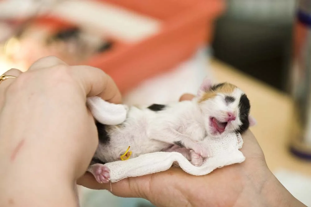 Gravidez de gato: os recém-nascidos só abrem os olhos após 15 dias de vida