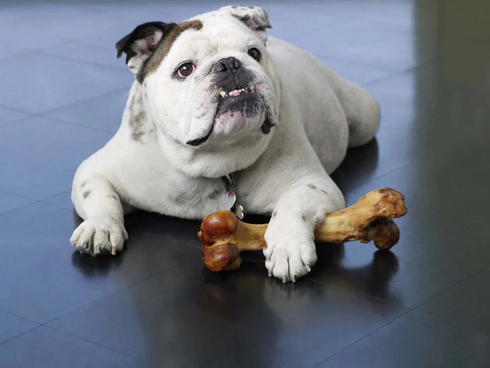 Petiscos e brincadeiras são importantes para entreter o Bulldog Americano