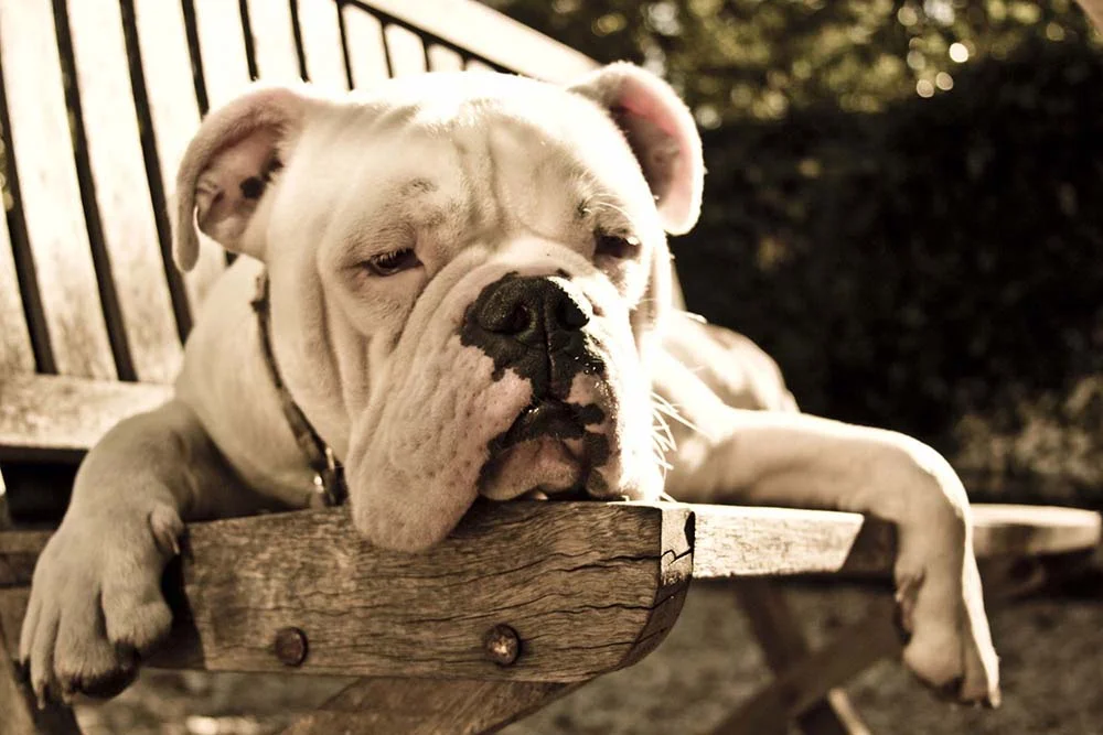 A expectativa de vida do Bulldog Americano é de até 15 anos de idade