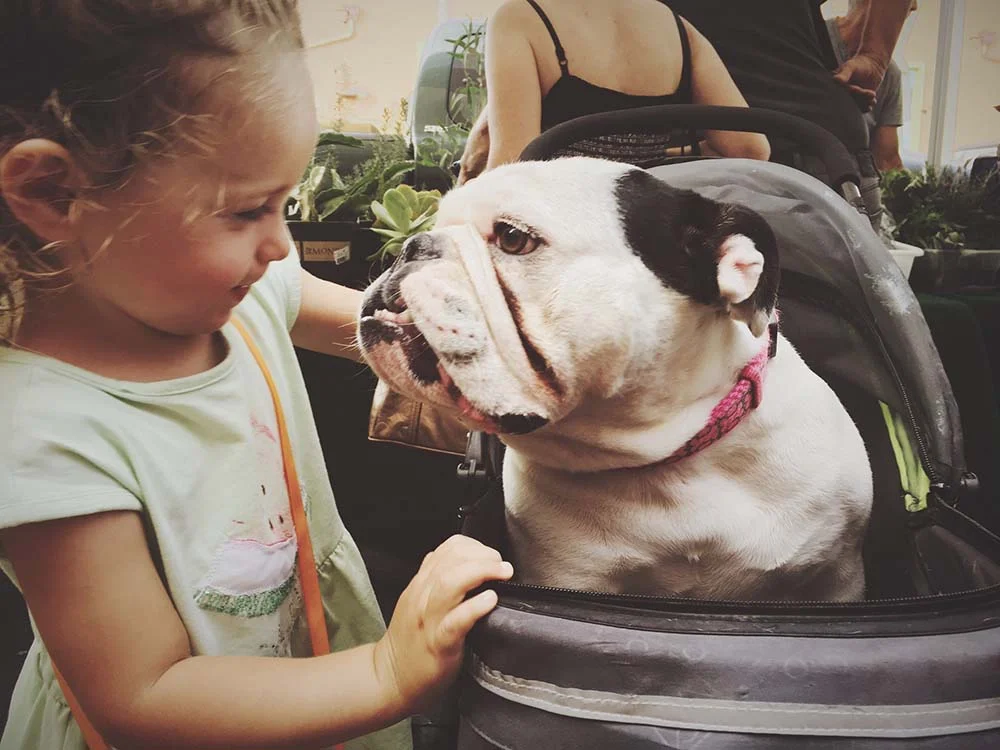 O Bulldog Americano se dá bem com crianças (e toda a família!)