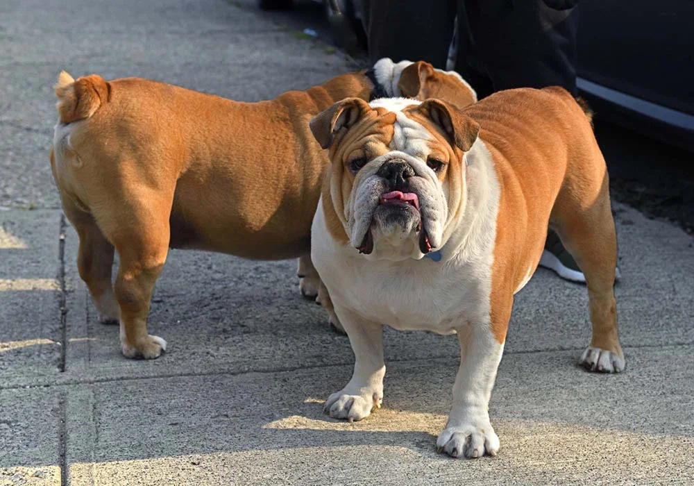 Os tipos de Bulldog Americano variam entre Standard e Bully