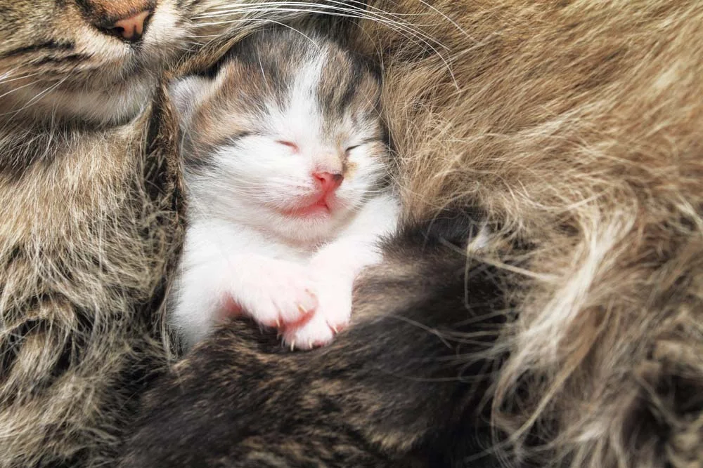 Gestação de gato: os filhotes de gato começam a escutar com nove dias de vida