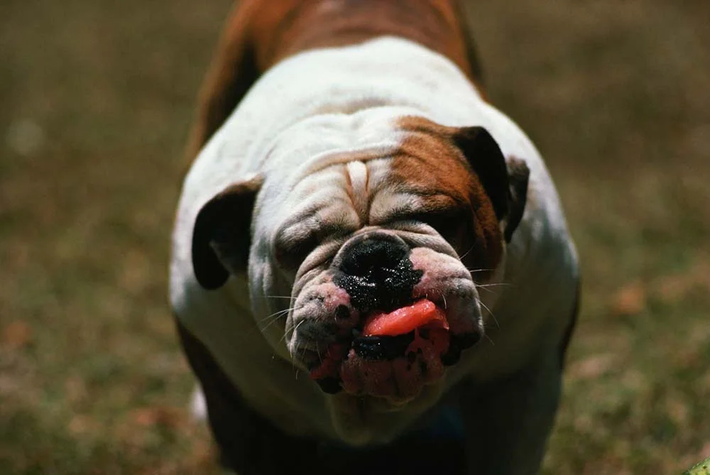 Bulldog Americano pode pesar até 60kg