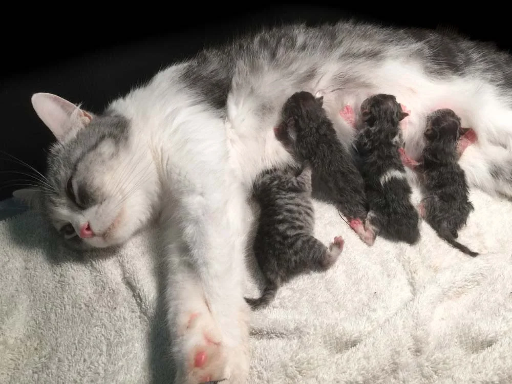 Gestação: gato geralmente tem entre 4 e 6 filhotes por gravidez