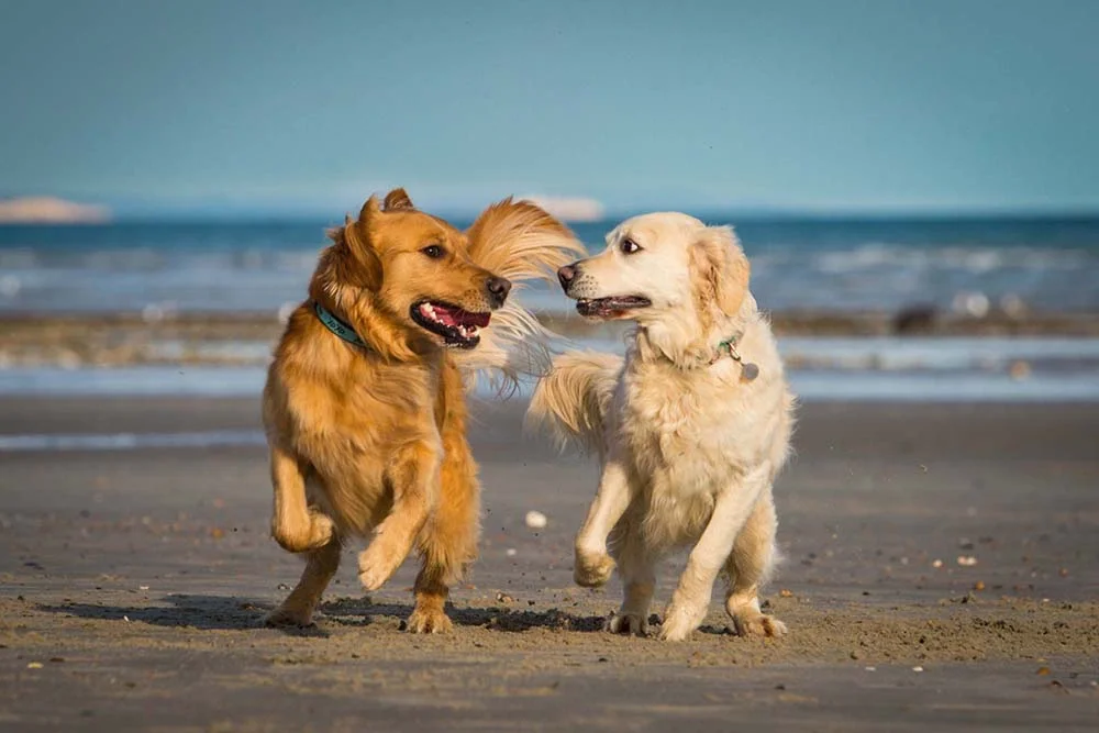 Cachorro Golden Retriever pode ter pelagem dourada ou creme