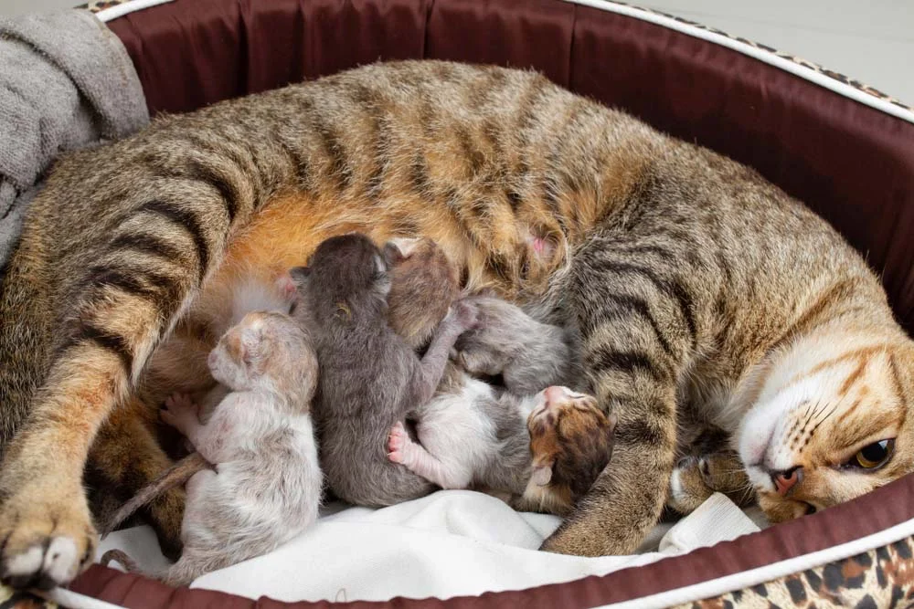 Gravidez de gato: a nova mamãe só vai querer saber dos filhotes por um tempinho. Afinal, ela é tudo que eles têm e precisam para sobreviver.