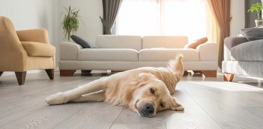 Cachorro Golden Retriever pode desenvolver ansiedade de separação